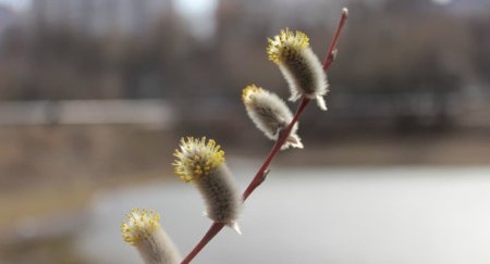 ������� �����������